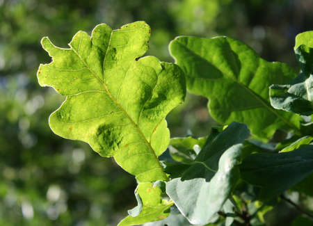 Oak leaves