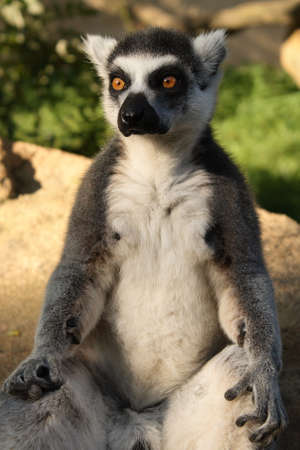 Ring-tailed lemur