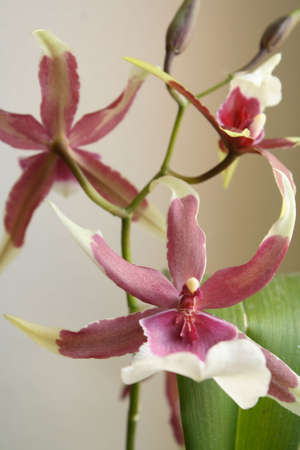 Blooming orchidの写真素材