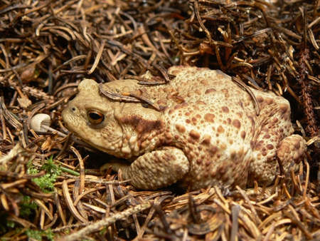 European toad in a forest
