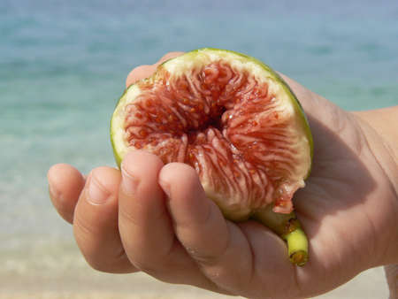 Fresh fig in a small handの写真素材