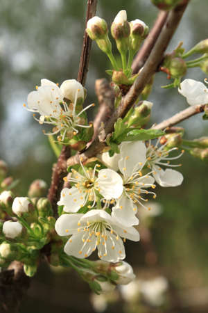Blooming sour cherry treeの写真素材