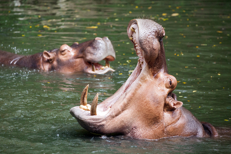 Hippo open his mouth in the waterの写真素材