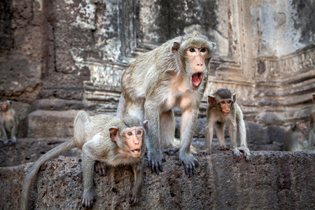 Monkey familery action.の写真素材