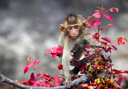 monkeys cute