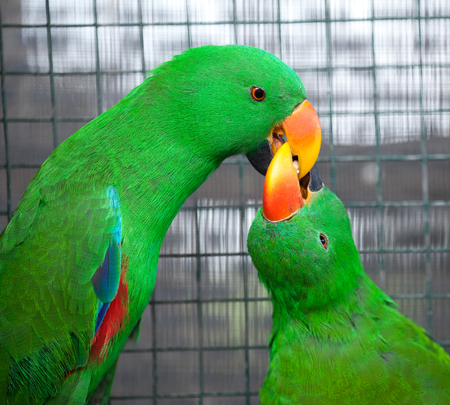 Colorful couple parrot sitting on log.の写真素材