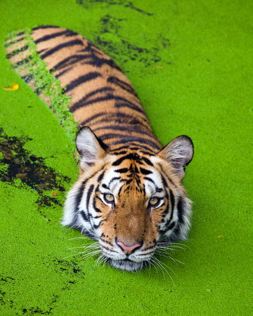 Tiger action in the water .の写真素材