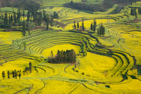 Mustard flowers, landscape in yunnan province, chinaの写真素材