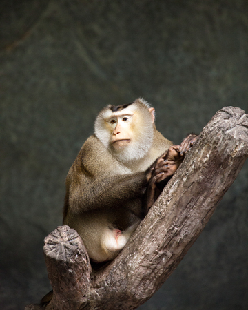Macaca nemestrina,Pig-tailed macaque, Monkey stand on branch.