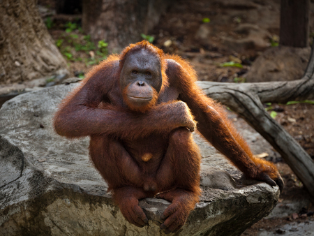 Orangutan,A male Sumatran Orangutan. Sumatran Orangutans are critically endangered in the wild due to deforestation for palm oil plantations.の写真素材