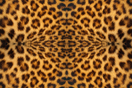 Tiger skin pattern background.の写真素材