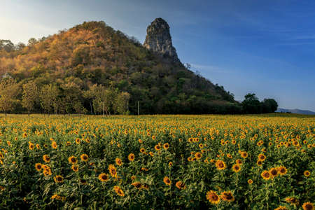 Beautiful landscape with sunflower field over cloudy blue sky and bright sun lightsの写真素材