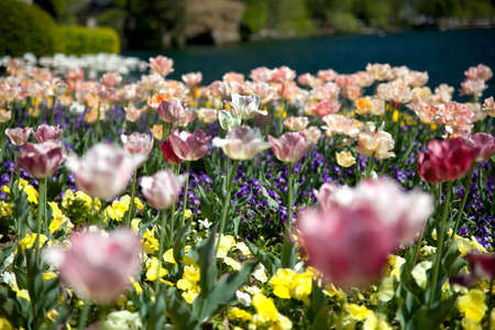 Tulip. Beautiful bouquet of tulips. colorful tulips. tulips in spring sun. tulip in the field