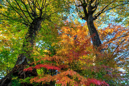 Colorful maple leaf background in autumn,  Japan