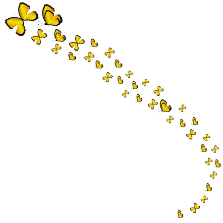 beautiful  butterflies, isolated on a whiteのイラスト素材