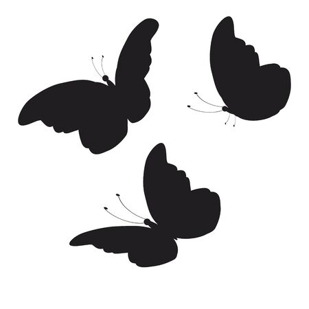 beautiful butterflies, on a whiteの写真素材