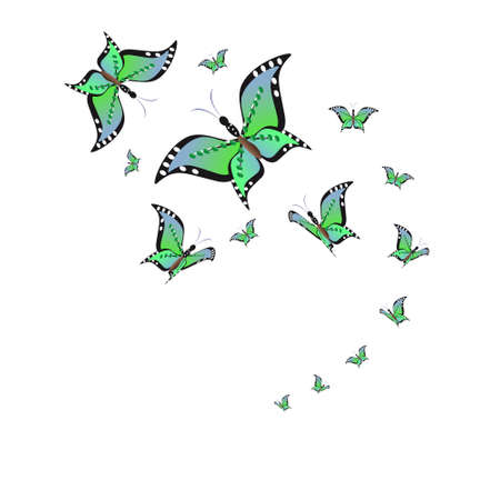 beautiful green butterflies, isolated on a whiteの写真素材