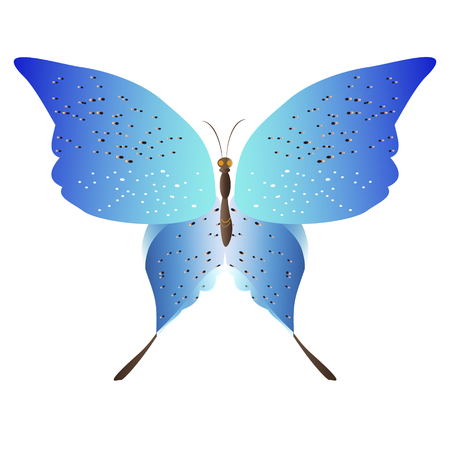 Beautiful butterflies, blue,isolated on a white background.のイラスト素材
