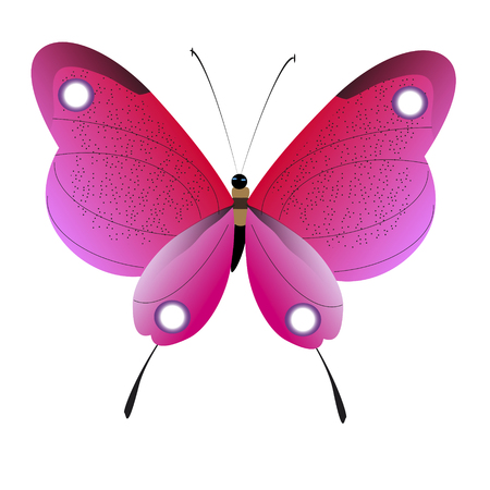 beautiful pink butterfly, isolated on  white. Vector illustration.のイラスト素材
