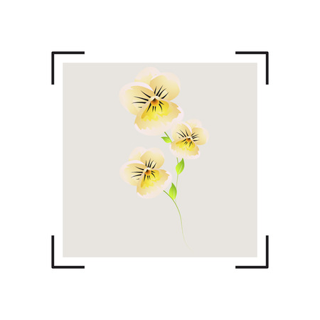 beautiful color flowers, isolated on a whiteのイラスト素材