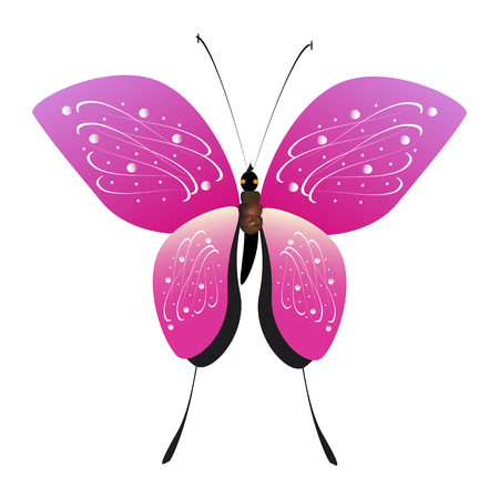 beautiful pink butterfly, isolated on  white. Vector illustration.のイラスト素材
