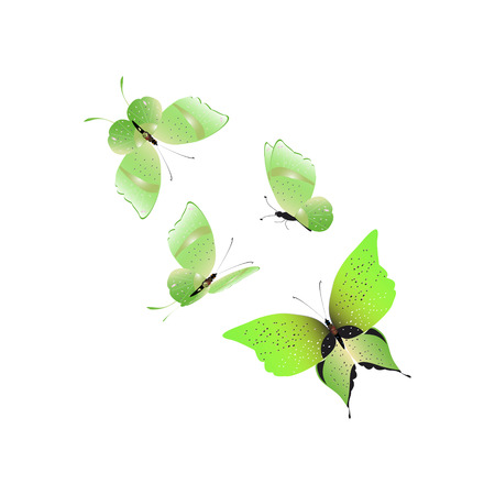 Beautiful green butterflies, isolated on a white background.のイラスト素材