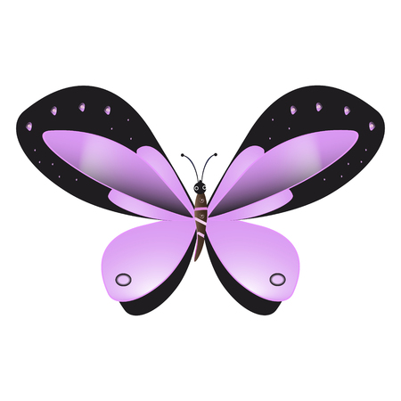 Beautiful pink butterfly, isolated on white background.のイラスト素材