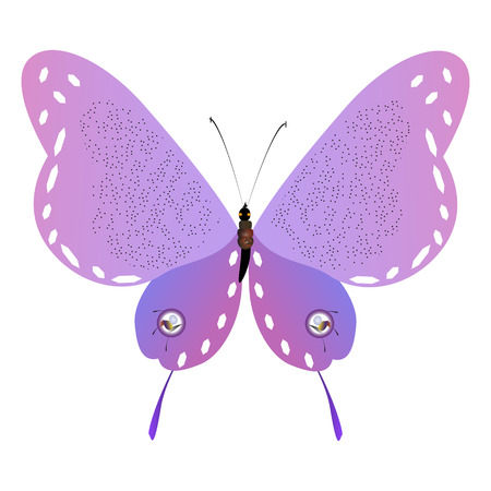 beautiful pink butterflies,isolated on a white のイラスト素材