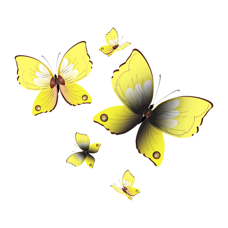 beautiful yellow butterflies, isolated on a whiteのイラスト素材