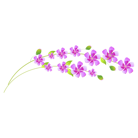beautiful color flowers, isolated on a whiteのイラスト素材