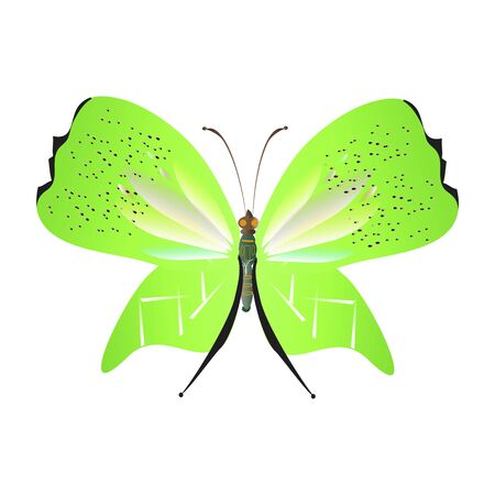 beautiful green butterflies, isolated on a whiteのイラスト素材