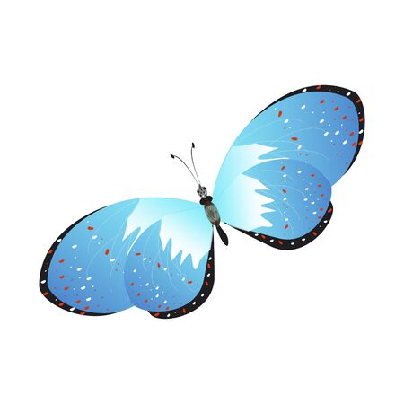 beautiful butterflies, blue,isolated on a whiteのイラスト素材