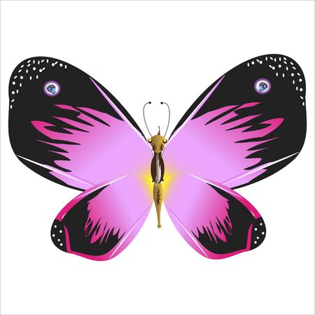 silhouette,beautiful butterflies, isolated on a whiteのイラスト素材