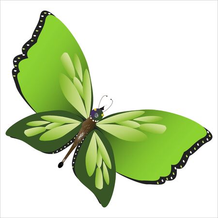 beautiful green butterflies, isolated on a whiteのイラスト素材