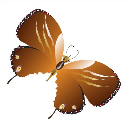 beautiful yellow butterflies, isolated on a whiteのイラスト素材