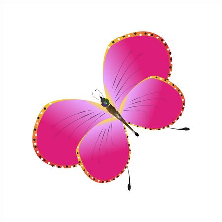 beautiful pink butterflies,isolated on a white のイラスト素材