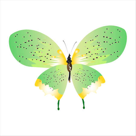beautiful green butterflies, isolated on a whiteのイラスト素材