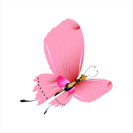 beautiful pink butterflies, isolated on a whiteのイラスト素材