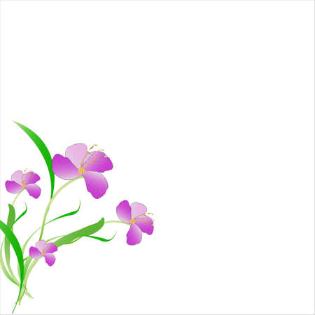 beautiful color flowers, isolated on a whiteのイラスト素材