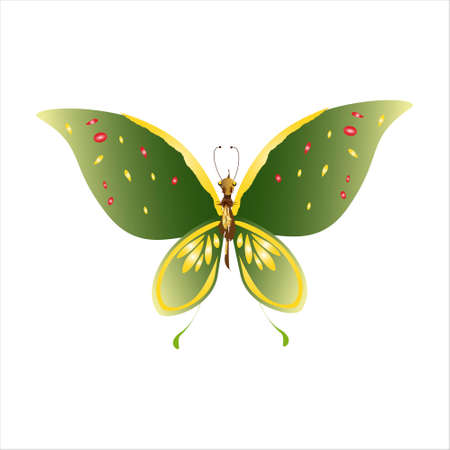 beautiful green butterflies, isolated on a whiteのイラスト素材
