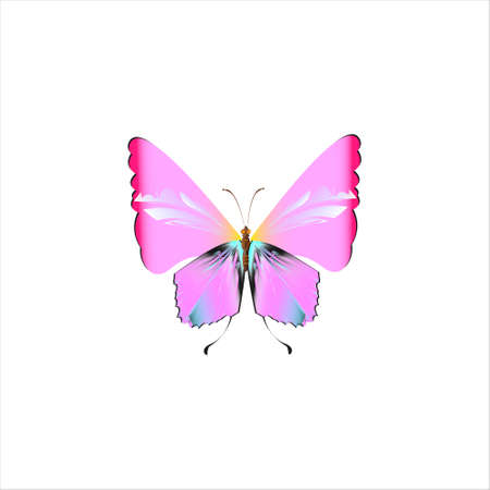 beautiful pink butterflies, isolated on a whiteの写真素材