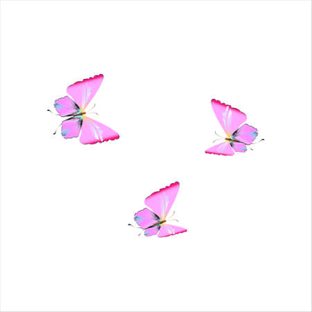 beautiful pink butterflies, isolated on a whiteの写真素材