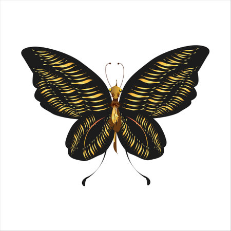 silhouette, beautiful butterflies, isolated on a whiteのイラスト素材