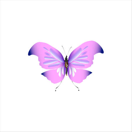 beautiful pink butterflies, isolated on a whiteのイラスト素材