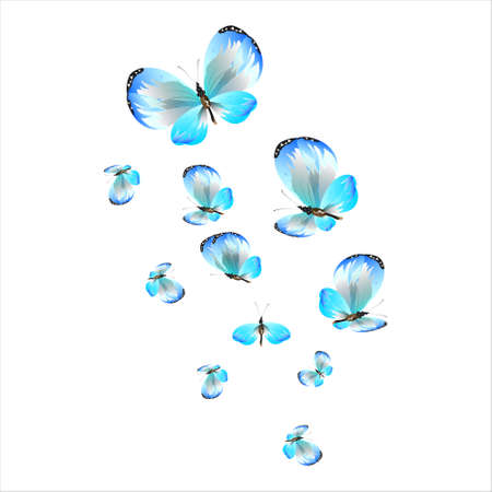beautiful butterflies, blue, isolated on a whiteの写真素材