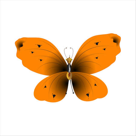 beautiful red butterflies, isolated on a whiteのイラスト素材