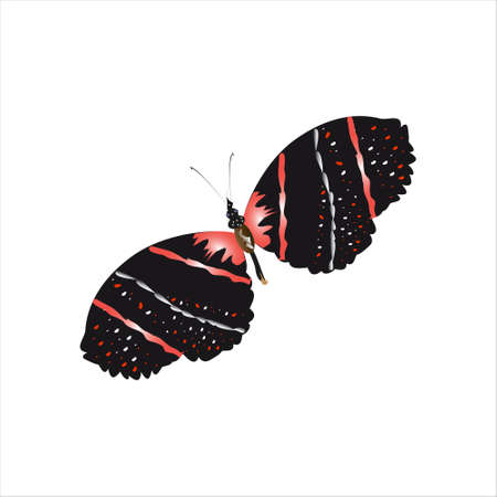 silhouette, beautiful butterflies, isolated on a whiteのイラスト素材