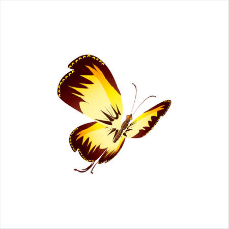 beautiful yellow butterflies, isolated on a whiteのイラスト素材