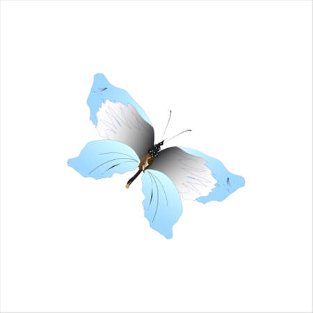 beautiful butterflies, blue, isolated on a whiteのイラスト素材