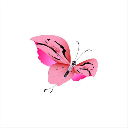 beautiful pink butterflies, isolated on a whiteのイラスト素材